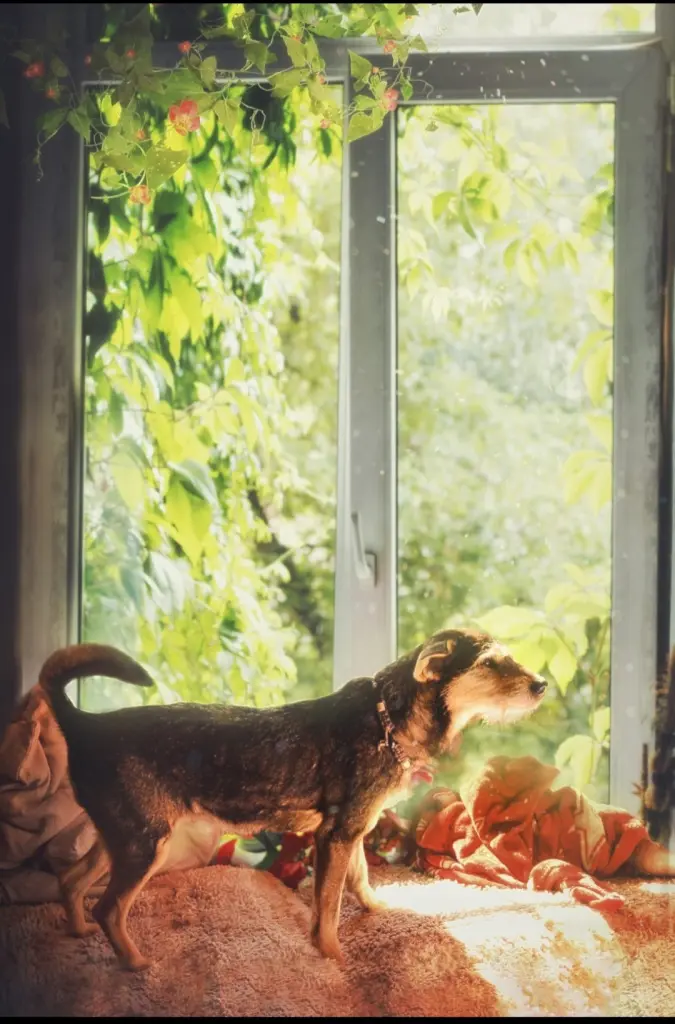 Condolence image of Lena