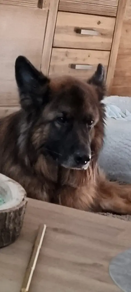 Condolence image of Heike