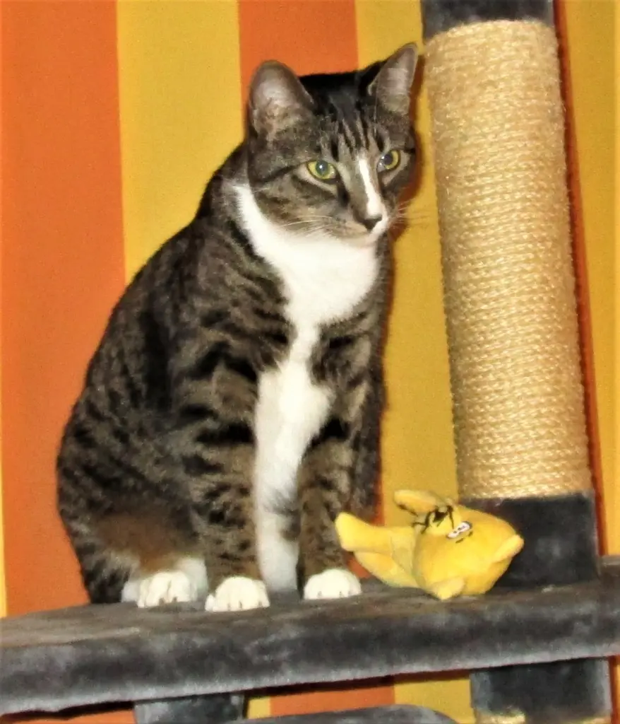 Andachtsbild von Karin mit Filou1 im Herzen und Filou2 an meiner Seite