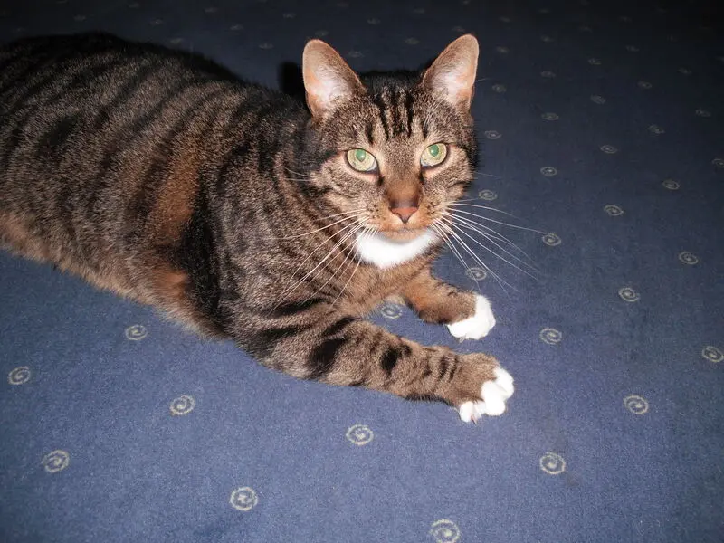 Andachtsbild von Unbekannt