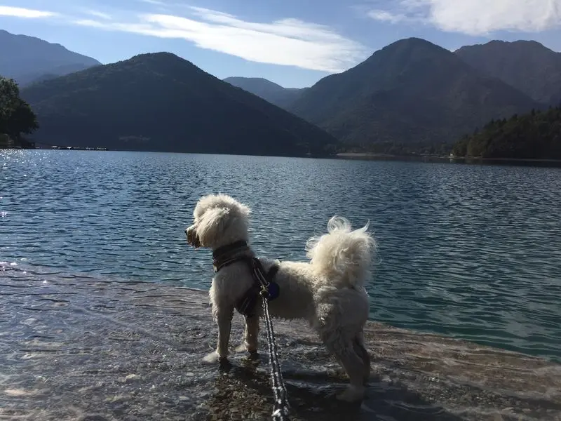 Image from Sammy