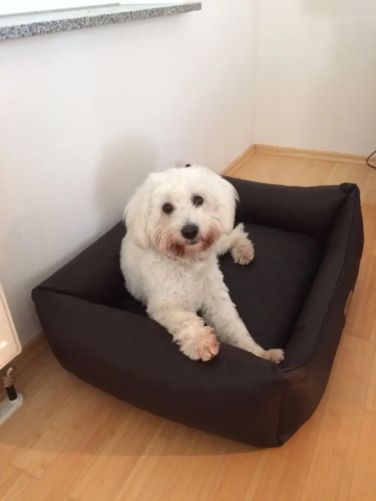 Image from Sammy