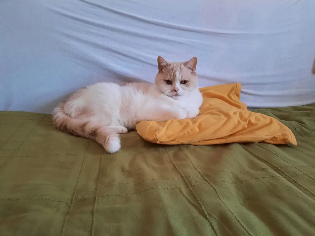 Image from Merlin
