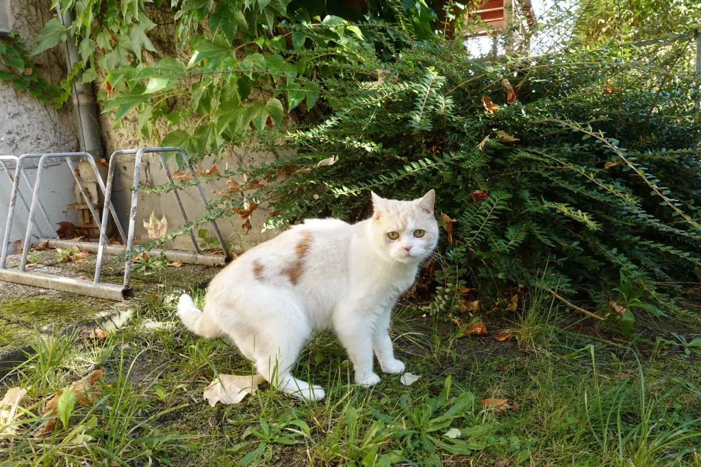 Image from Merlin