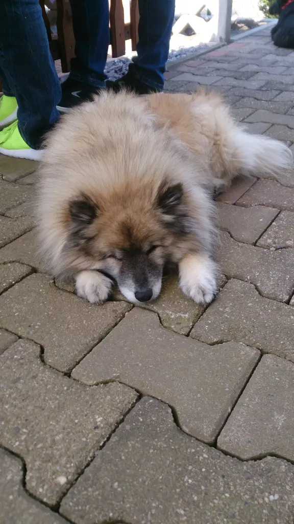 Image from Gismo