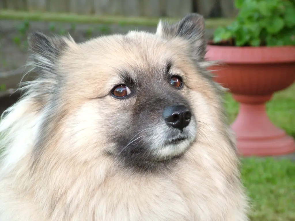 Image from Gismo