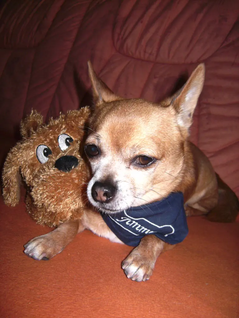 Condolence image of Irene mit Seelenhund * Jimmy * ganz tief im Herzen