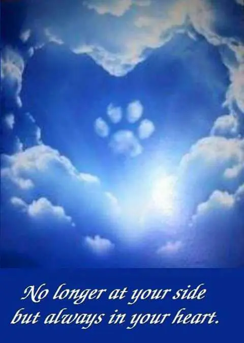 Andachtsbild von Susanne mit Sternenhunden Rocky&Foxy