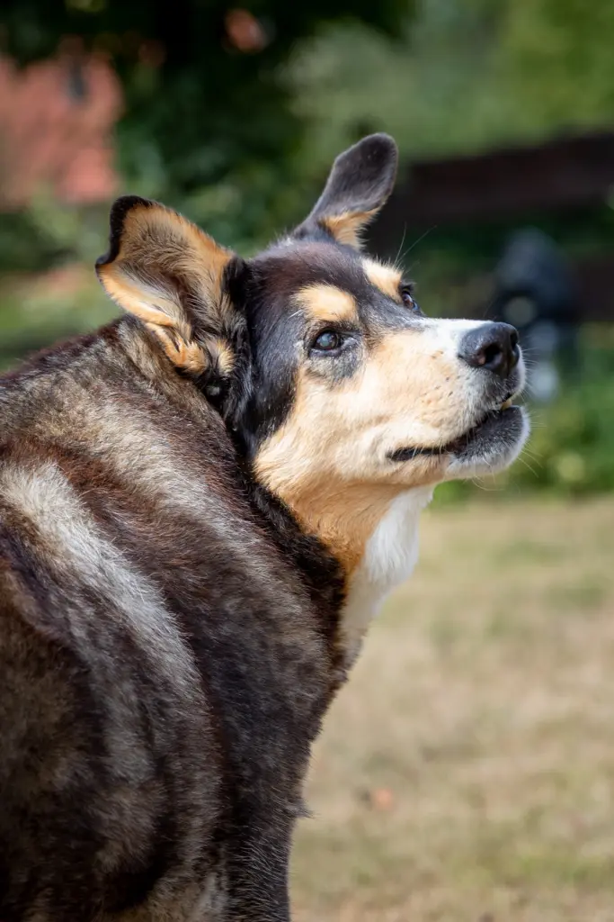 Condolence image of Brigitte mit Moschu tief im Herzen