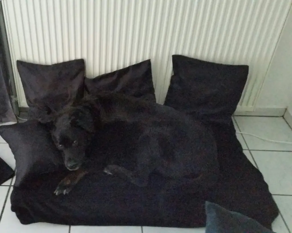 Image from Blanka