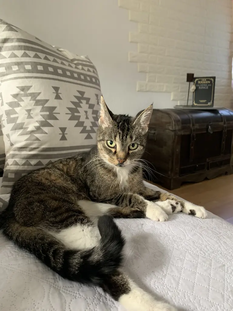 Image from Kitty