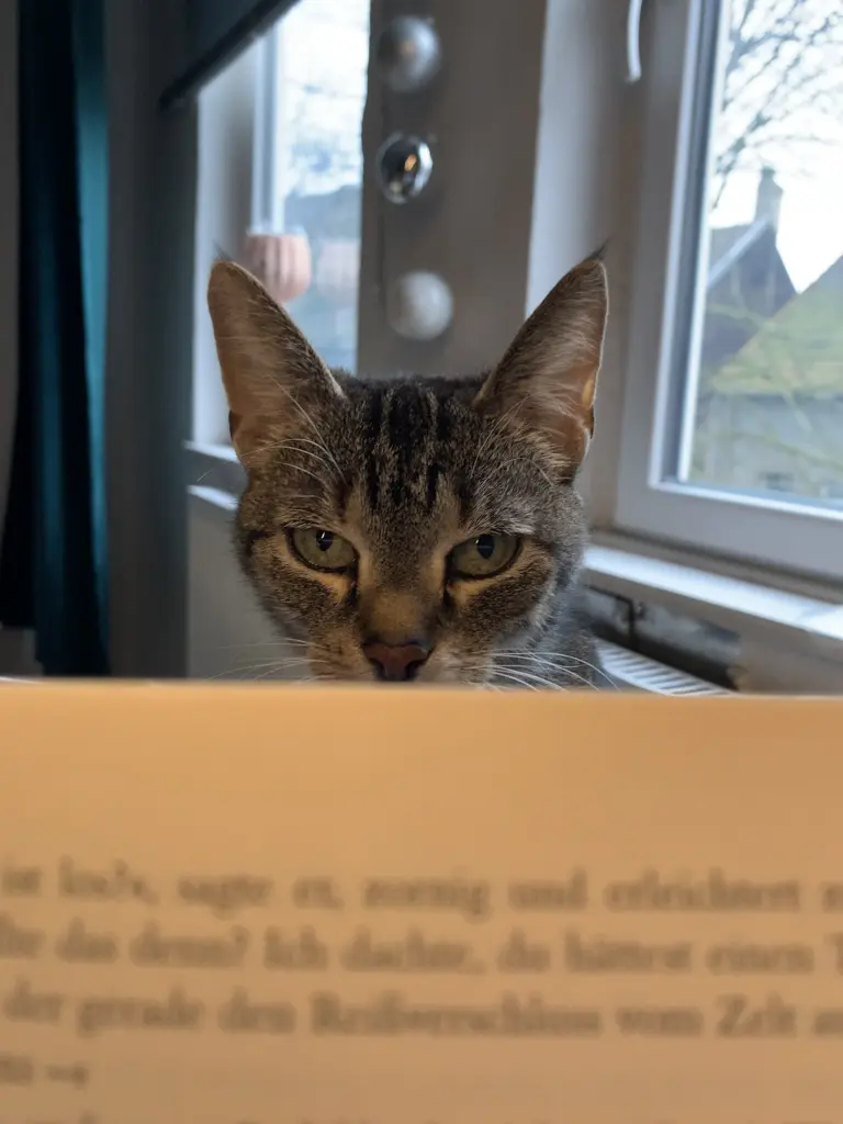Image from Kitty