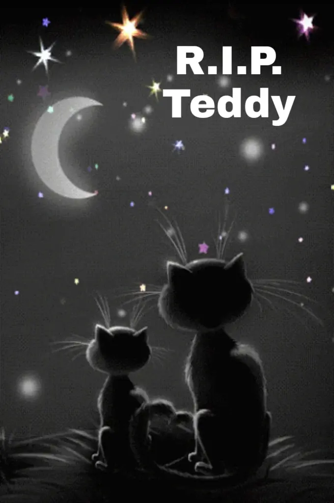 Image from Teddy