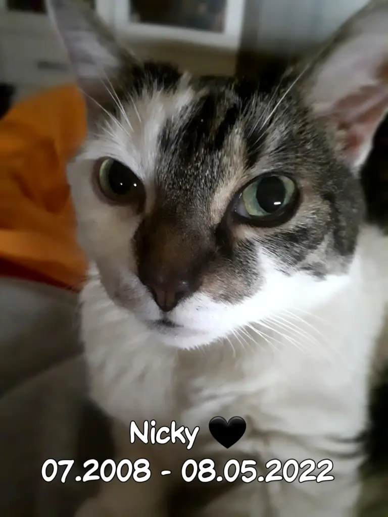 Image from Nicky