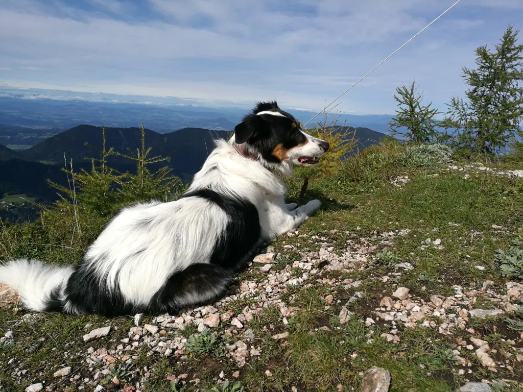 Image from Spot