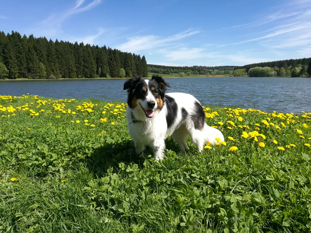 Image from Spot