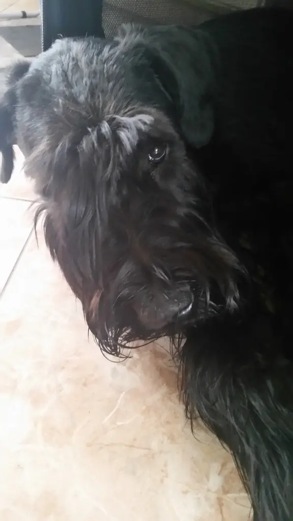 Image from Buddy