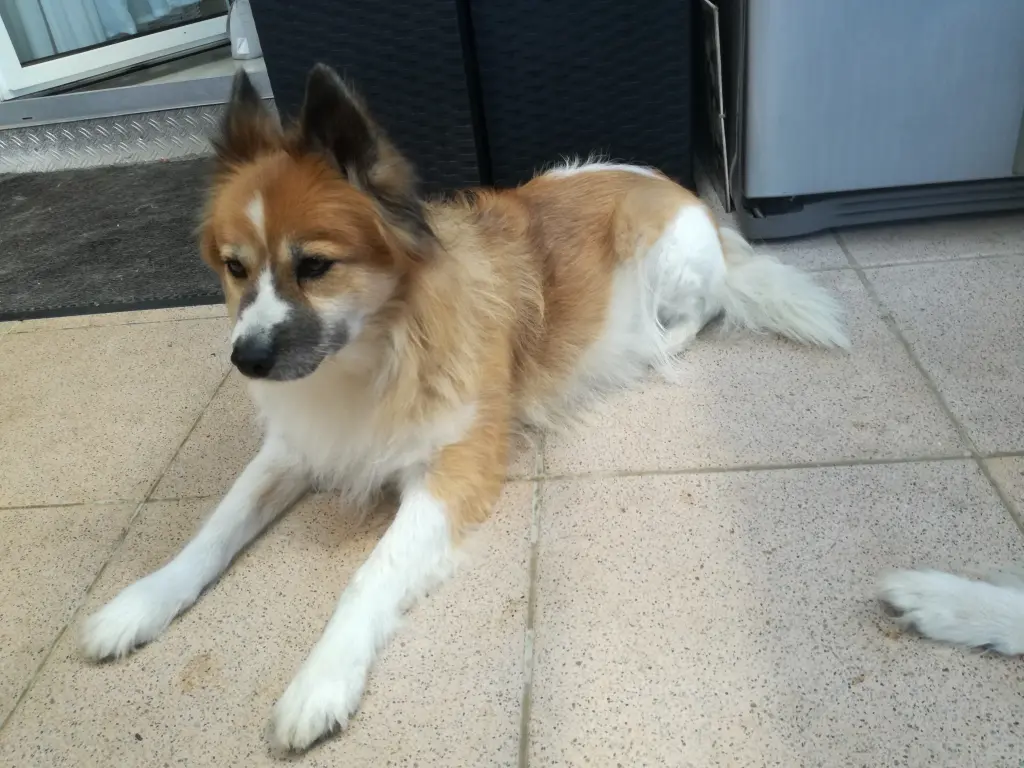 Image from Farina
