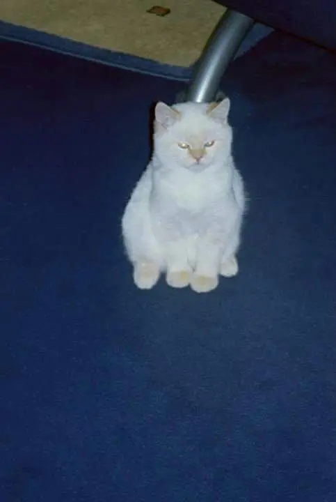 Condolence image of Ingo 