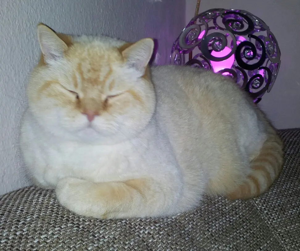 Image from Gismo