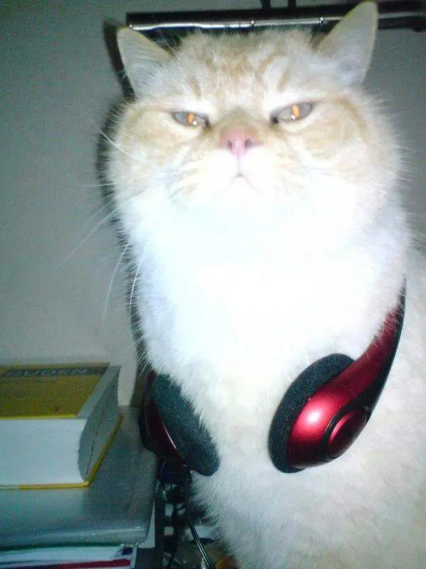 Image from Gismo