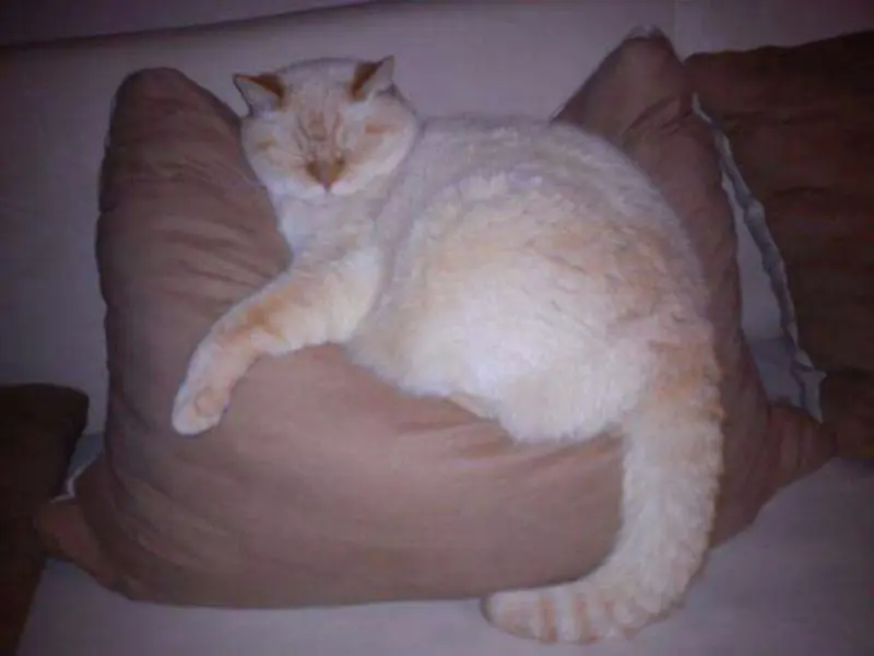 Image from Gismo