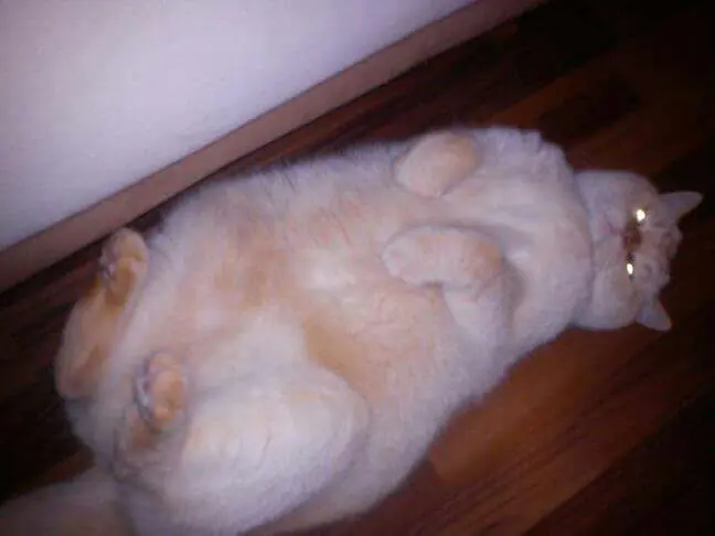 Image from Gismo