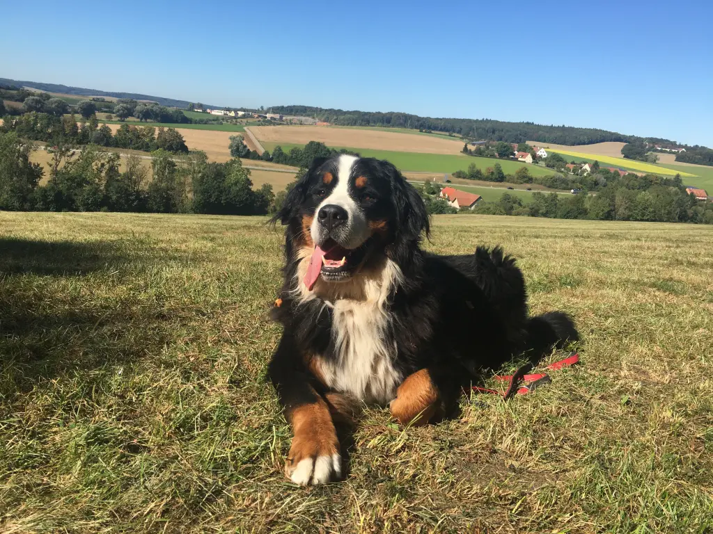 Image from Simba