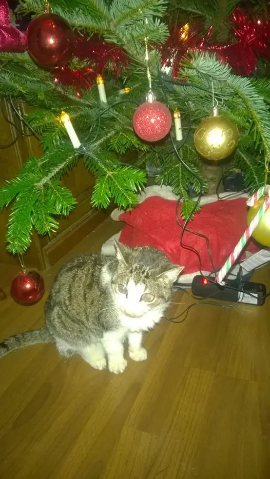 Image from Gizmo