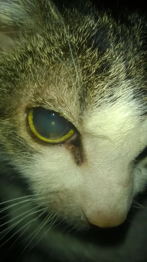 Image from Gizmo