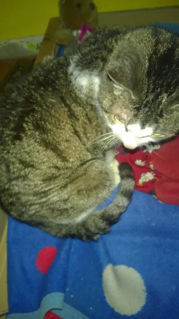 Image from Gizmo