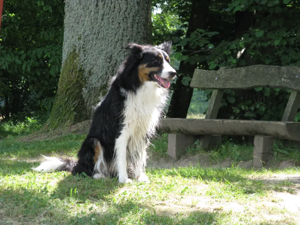 Andachtsbild von Anne-Marie mit Herzenshund Arwen