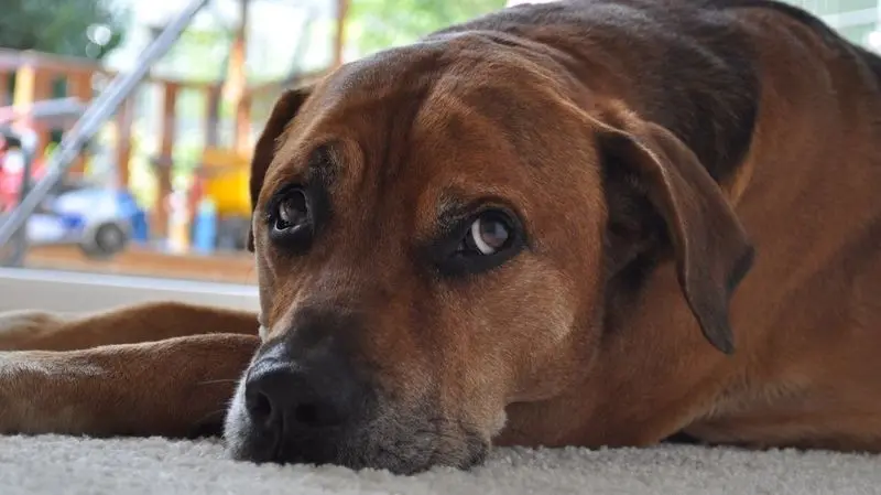 Andachtsbild von Franziska