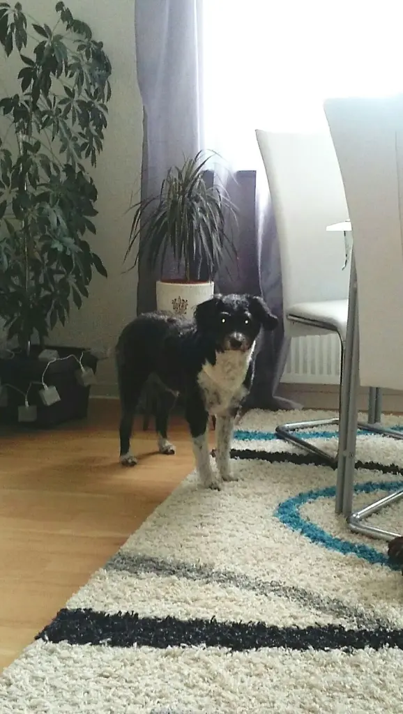 Andachtsbild von Gabi und Dirk mit Benschi