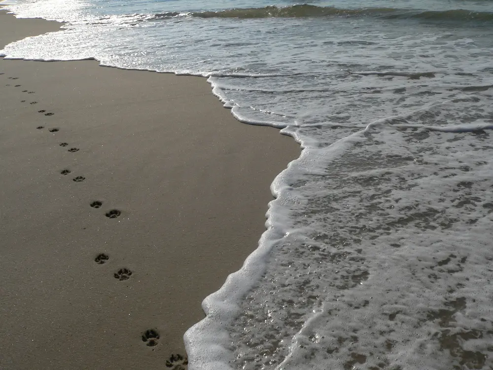 Andachtsbild von Frauchen