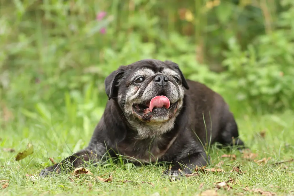 Andachtsbild von Cornelia mit Bruno & Barni im Herzen