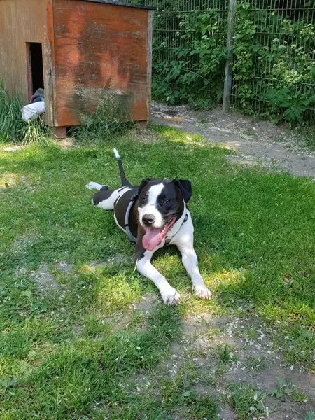 Andachtsbild von Frauchen