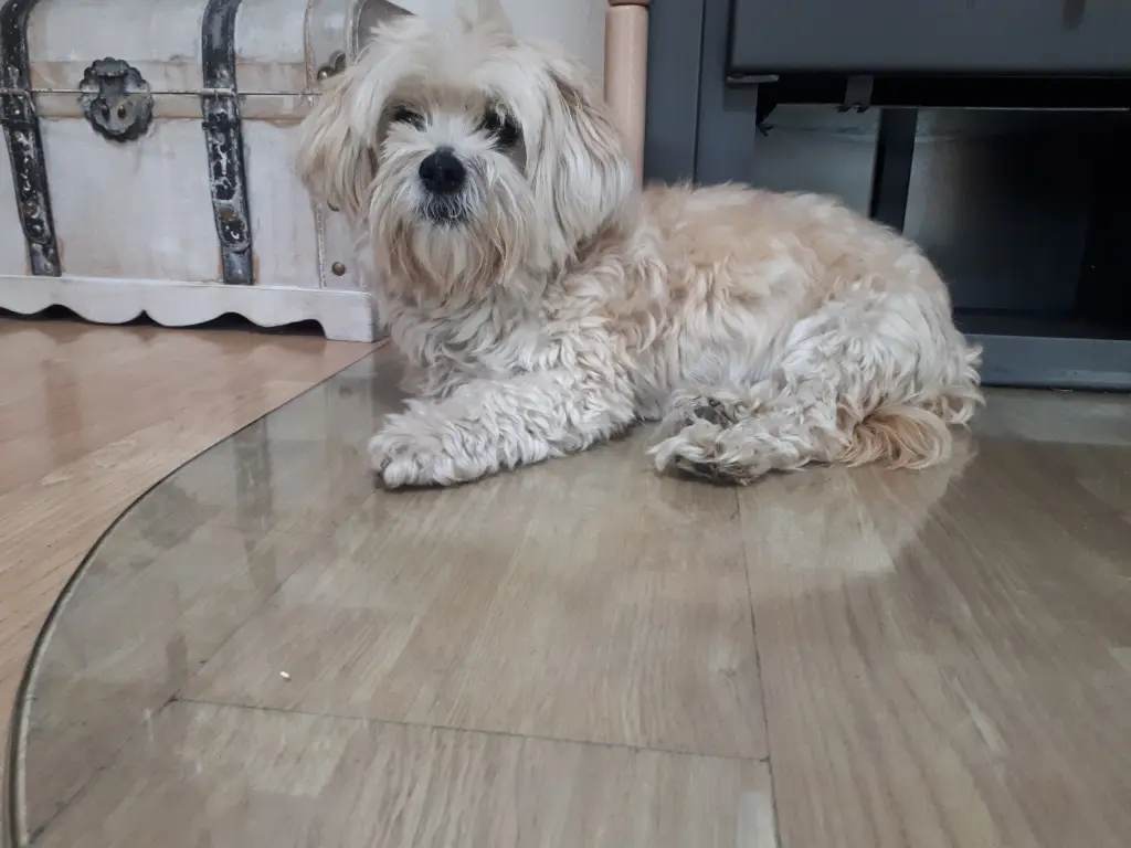 Andachtsbild von Bianca mit Muffin die sehr fehlt Rosen für Ebony