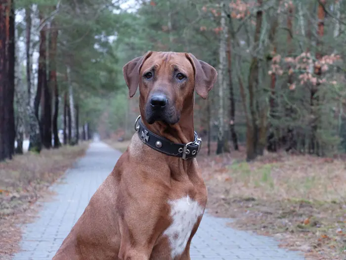 Andachtsbild von Frauchen