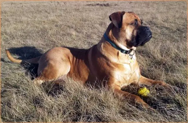 Andachtsbild von Frauchen