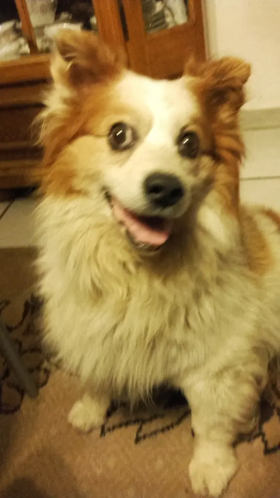 Andachtsbild von Isolde