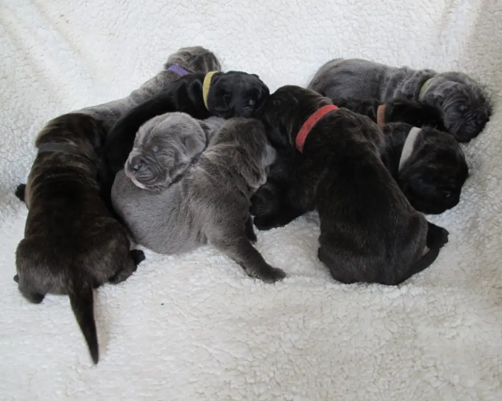 Andachtsbild von Frauchen