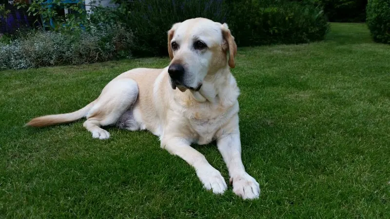 Andachtsbild von Korinna