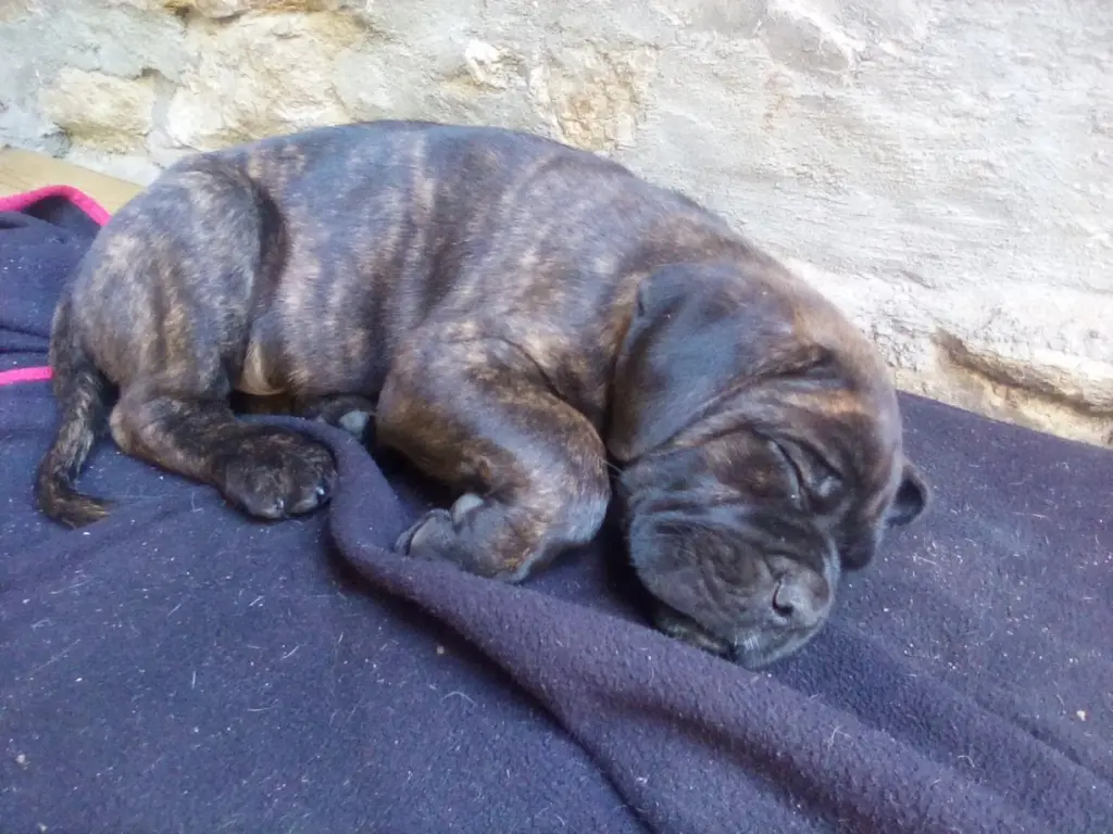 Andachtsbild von Frauchen