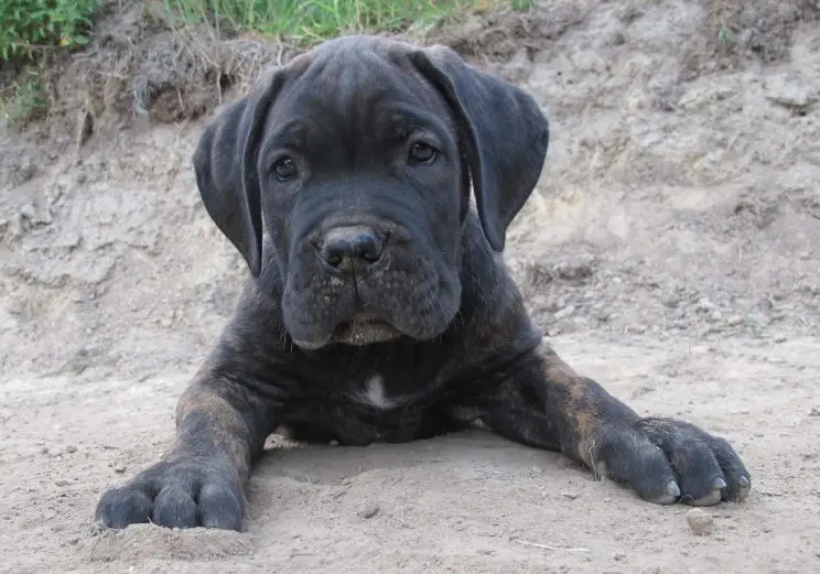 Andachtsbild von Frauchen