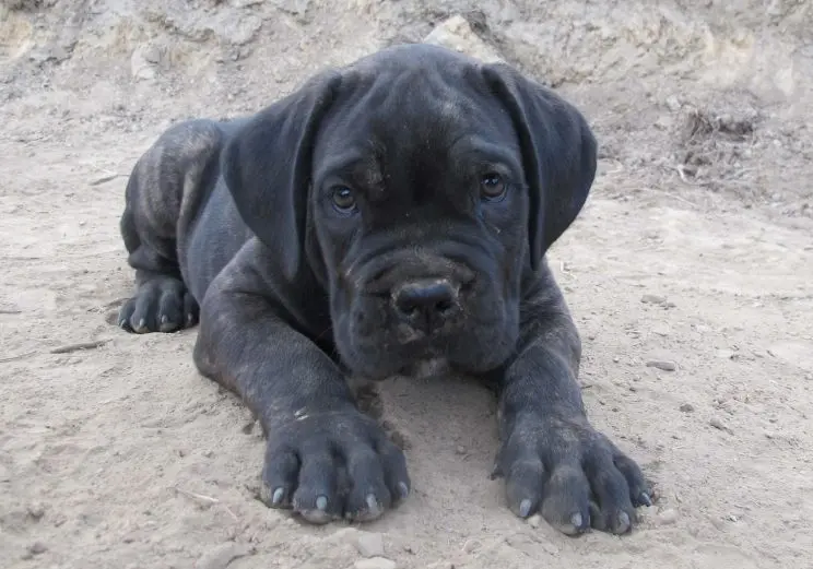 Andachtsbild von Frauchen