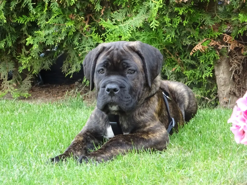 Andachtsbild von Frauchen