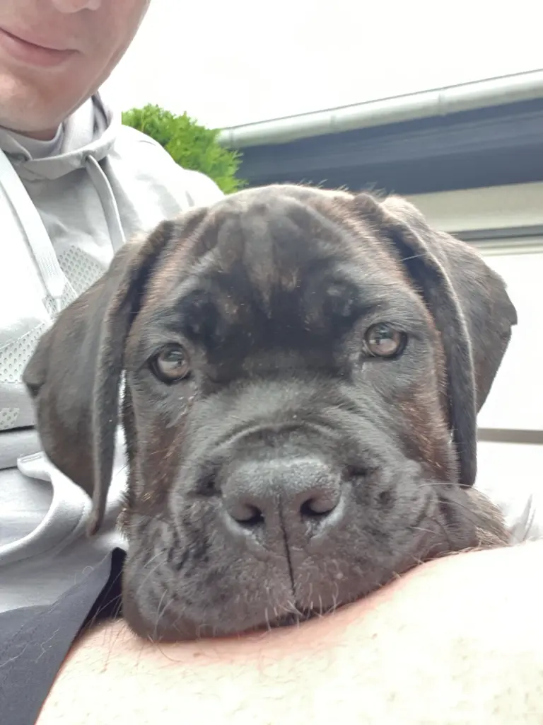 Andachtsbild von Enzo