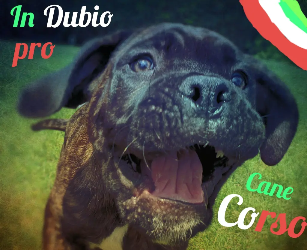 Andachtsbild von Enzo