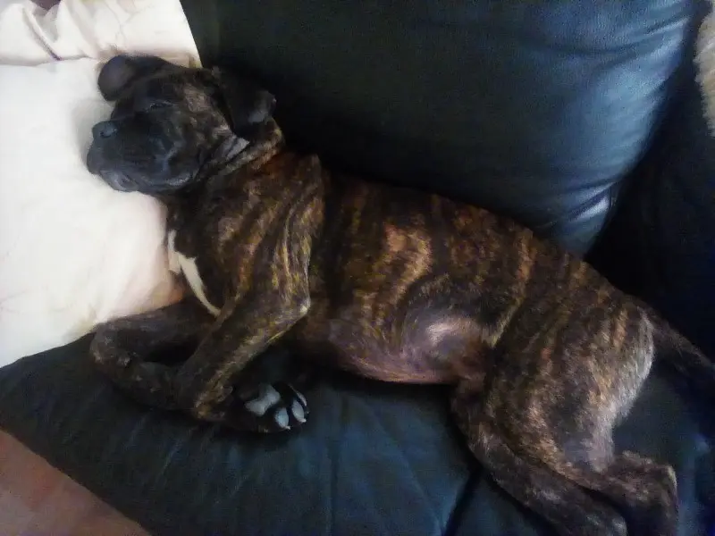 Andachtsbild von Enzo